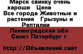 Марск свинку очень хароши › Цена ­ 2 000 - Все города Животные и растения » Грызуны и Рептилии   . Ленинградская обл.,Санкт-Петербург г.